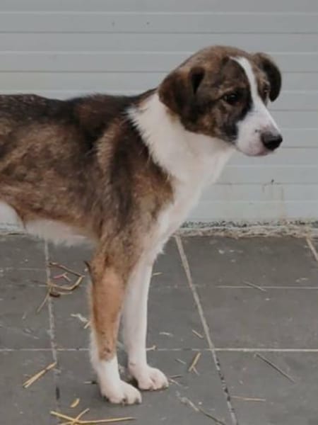 CARLITTO - zuckersüßer Traumhund