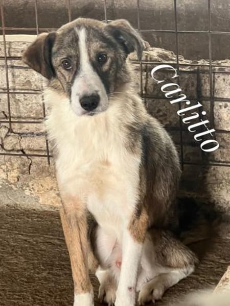 CARLITTO - zuckersüßer Traumhund