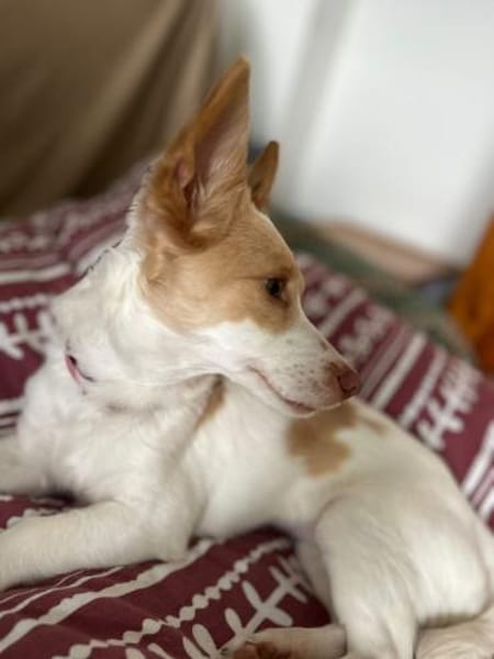 Eve - intelligent, zauberhaft, schmusig