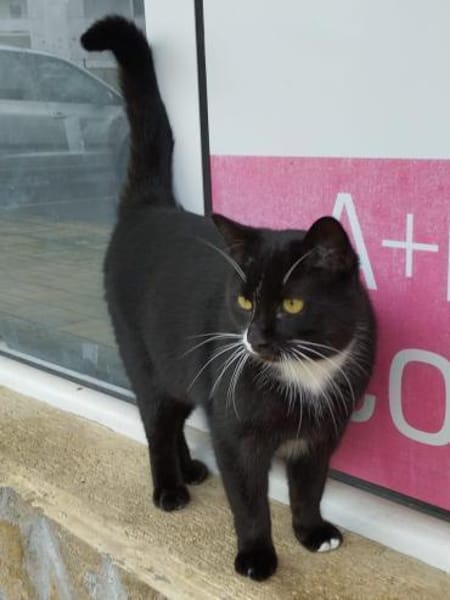 ein Kater wie Keiner- einfach Schwarz