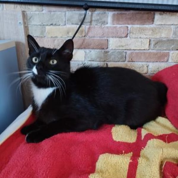 ein Kater wie Keiner- einfach Schwarz