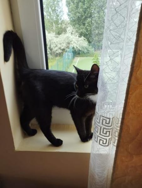 ein Kater wie Keiner- einfach Schwarz