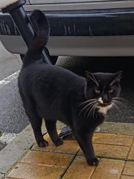ein Kater wie Keiner- einfach Schwarz