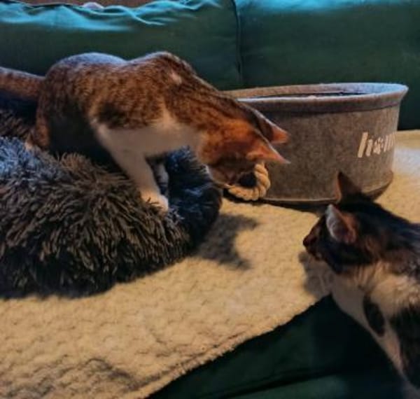 Antony + Sunbeam sehen mit dem Herzen