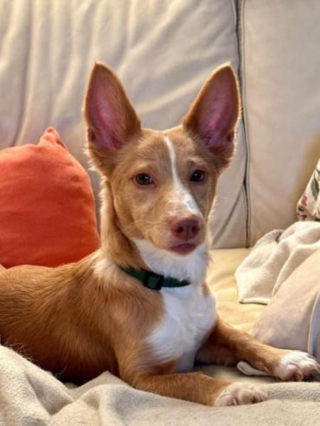 Piccolina - intelligent, aktiv, schmusig