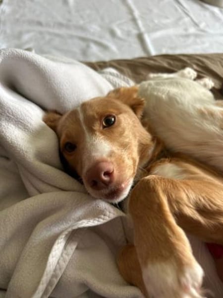 Piccolina - intelligent, aktiv, schmusig