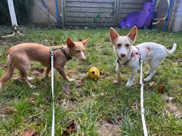 Piccolina - intelligent, aktiv, schmusig