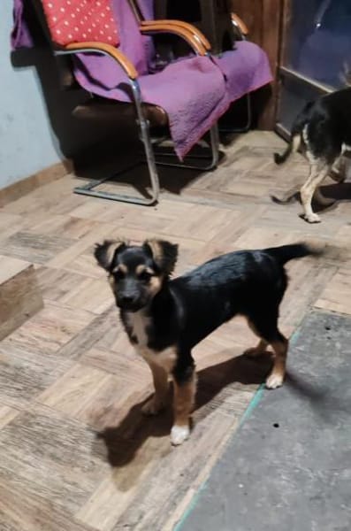 MATHILDA sucht ein Zuhause