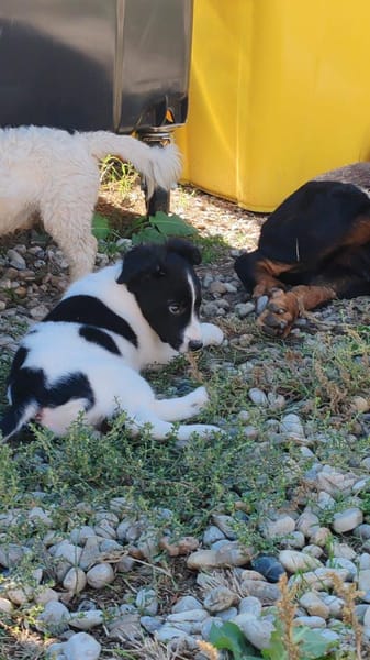 SAMMY bald auf PS in D