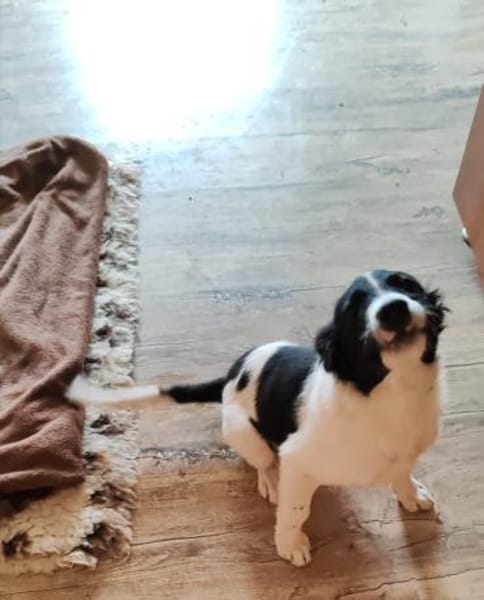 SAMMY bald auf PS in D