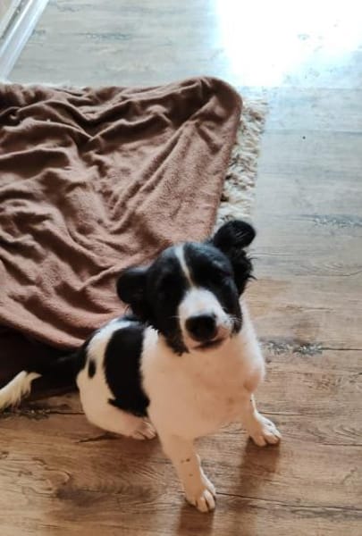 SAMMY bald auf PS in D