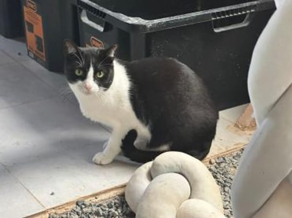 Pino aus dem Tierschutz Kreta