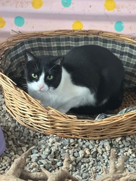 Pino aus dem Tierschutz Kreta