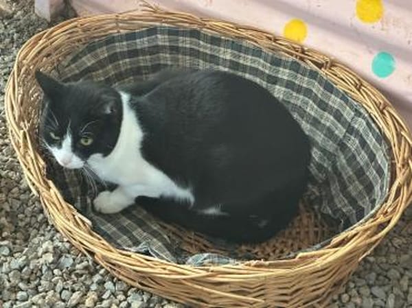 Pino aus dem Tierschutz Kreta