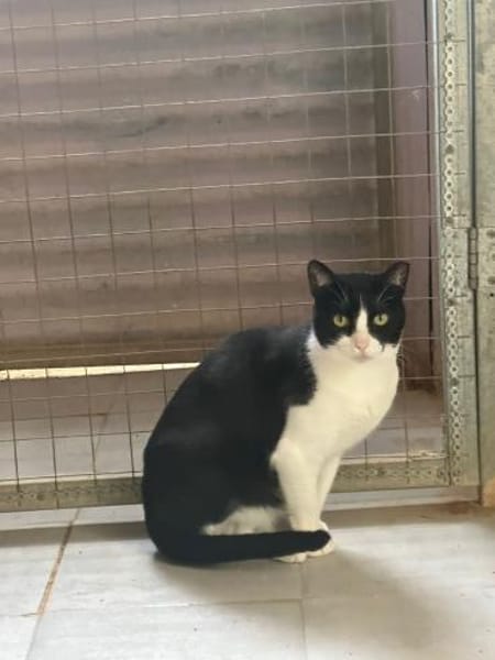 Pino aus dem Tierschutz Kreta