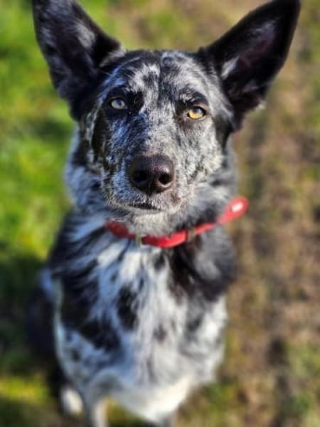 Foxy hätte so gerne endlich eine Familie