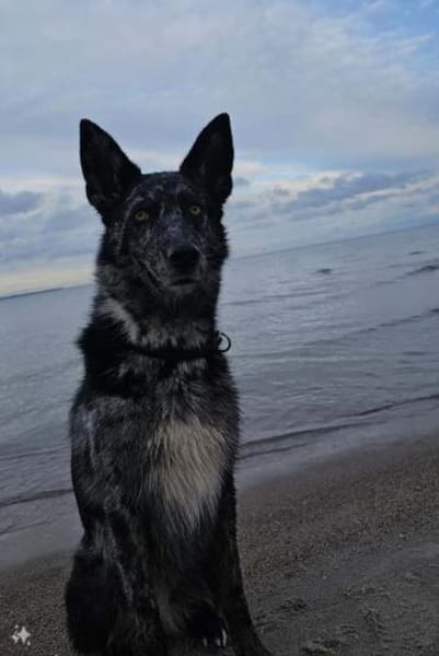 Foxy hätte so gerne endlich eine Familie