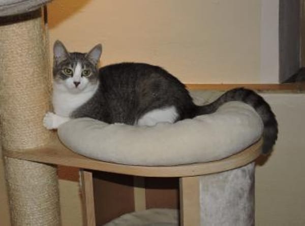 Clementine verschmustes Katzenmädchen