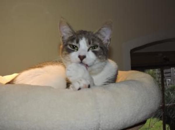 Clementine verschmustes Katzenmädchen