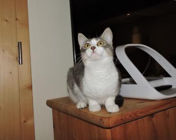 Clementine verschmustes Katzenmädchen