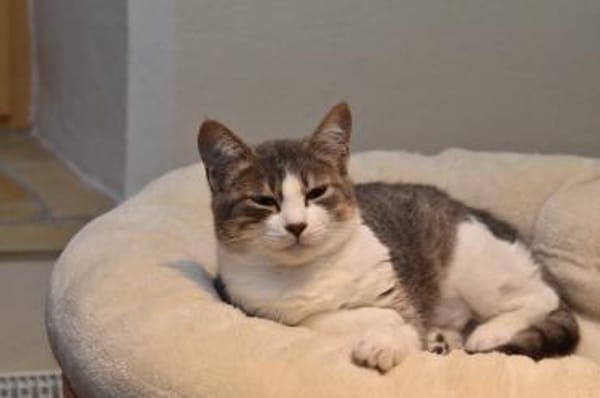 Clementine verschmustes Katzenmädchen