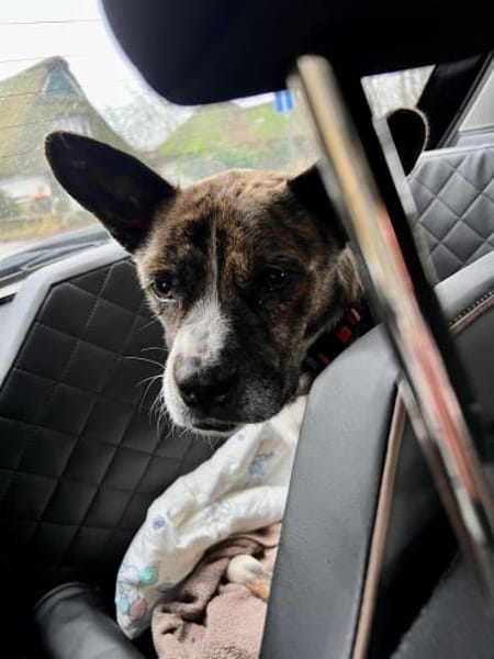 Held Bärti Handicap