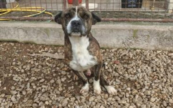 Held Bärti Handicap