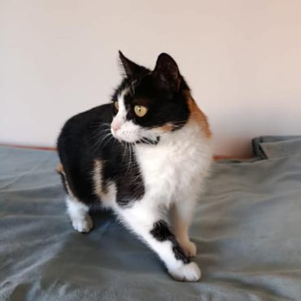 Krasy in Melle wartet auf Dich.