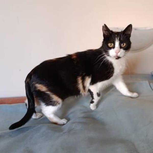 Krasy in Melle wartet auf Dich.