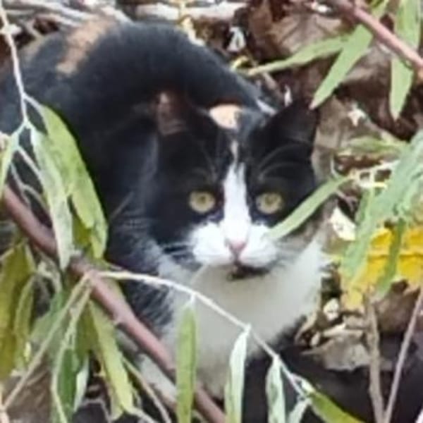 Krasy in Melle wartet auf Dich.