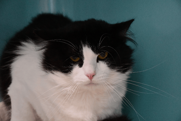 PEPERE (en cours d'adoption)