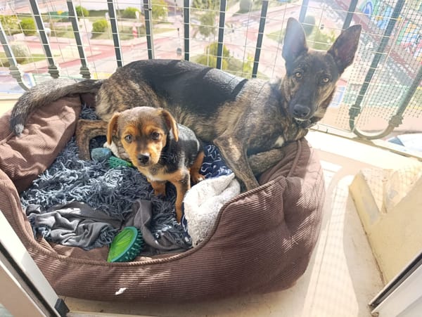 LUQUE (Union animal )