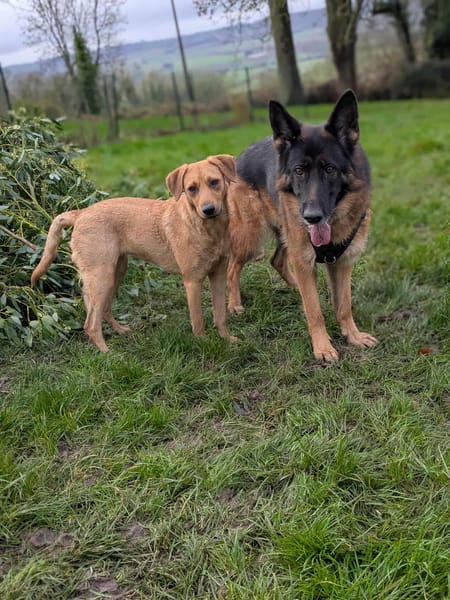 Dixy la joyeuse et dynamique louloute
