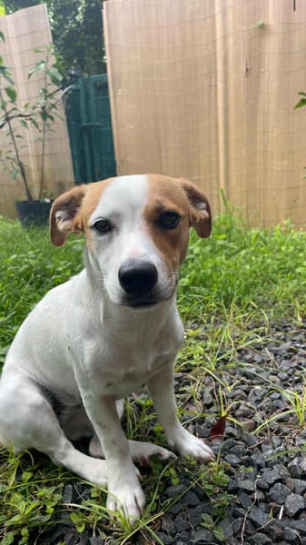 Aby la petite Chipie