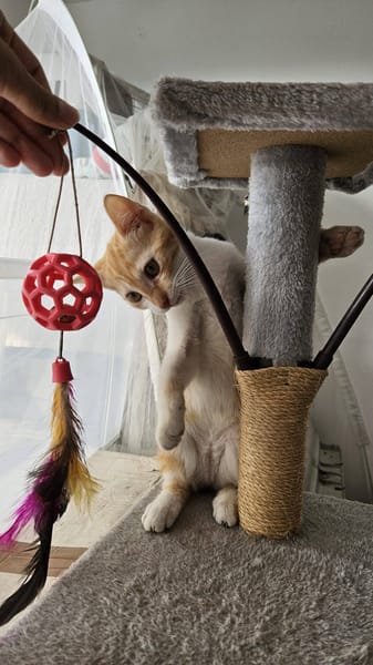 🐾   Bennington, femelle X européen née le 05/09/2025 🐱