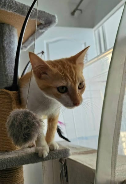 🐾   Bennington, femelle X européen née le 05/09/2025 🐱