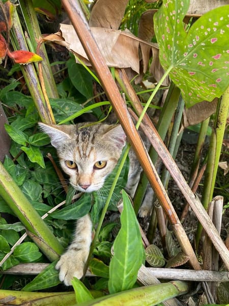 🐾   Aziza, femelle X européen, née le 05/05/2025🐱