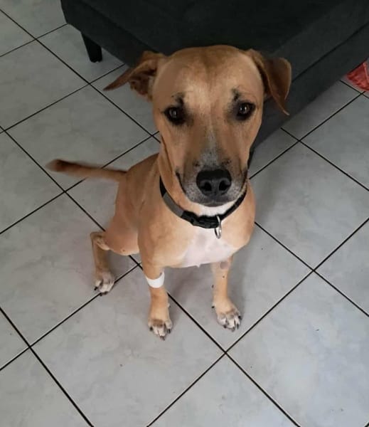 Aïko le survivant si beau