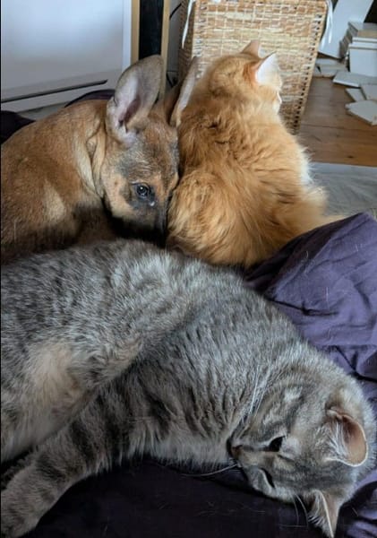 Tanina la complice des chats