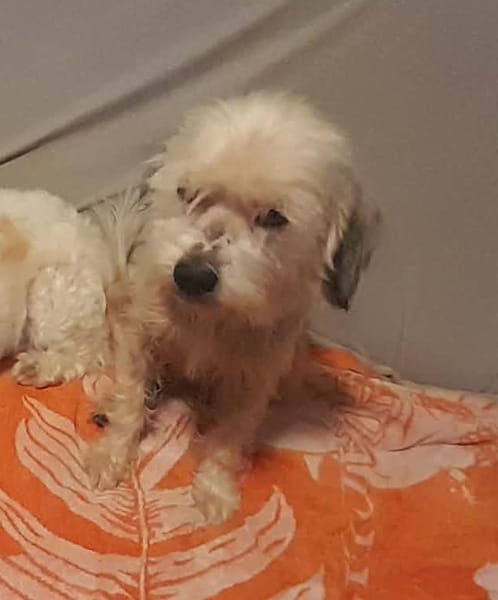 MAYA la petite bichonne