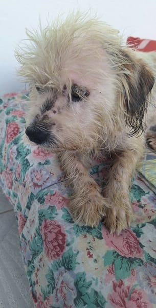 MAYA la petite bichonne