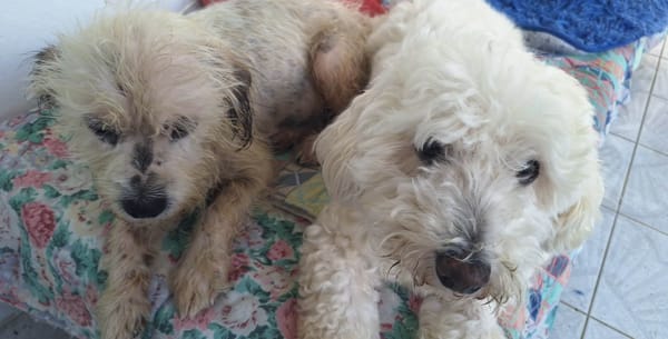 MAYA la petite bichonne