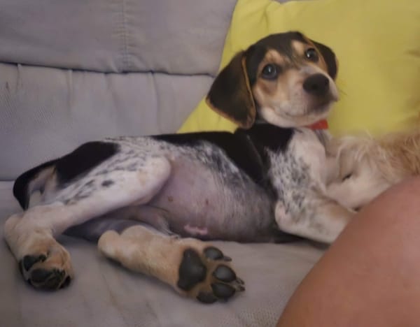 TIAGO le petit beau gosse