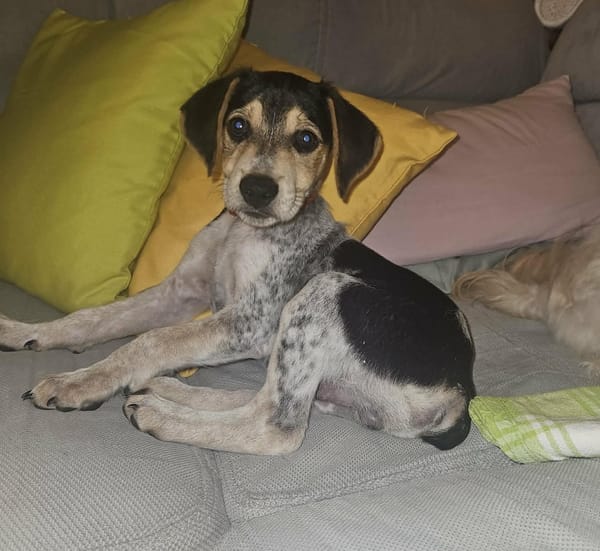 TIAGO le petit beau gosse