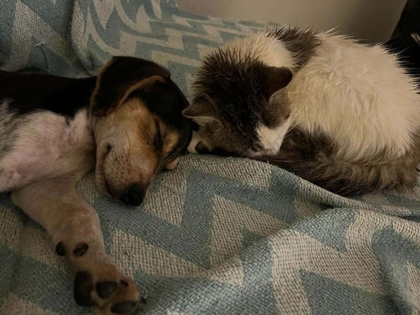 TIAGO le petit beau gosse