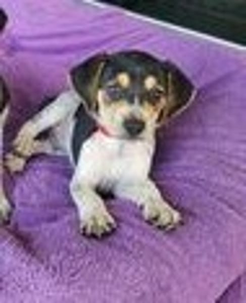 TIAGO le petit beau gosse