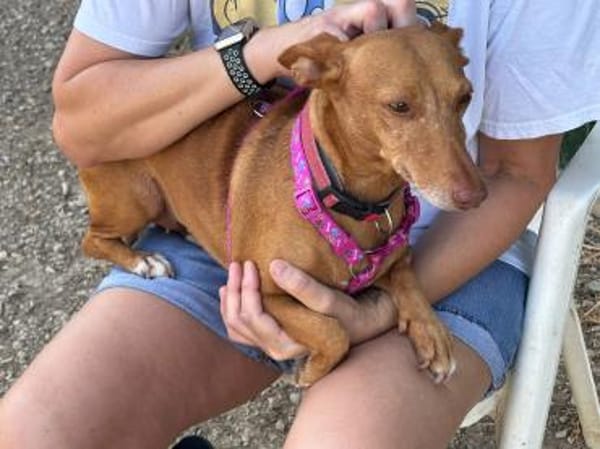 Kleine ängstliche Roxie sucht ihr Glück