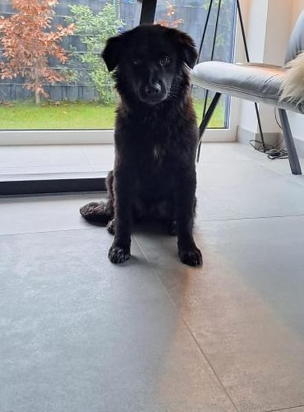 Sammy sucht sein Zuhause