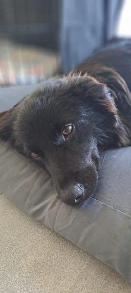 Sammy sucht sein Zuhause