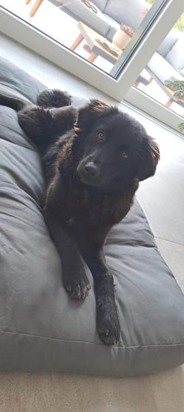 Sammy sucht sein Zuhause